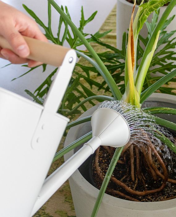 closeup of a person watering a philodendron with a white watering can (Photo)