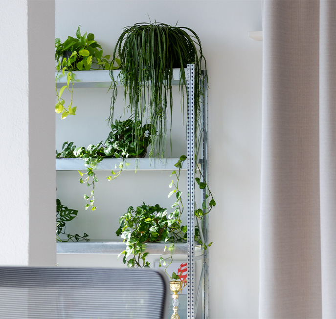 metal shelf with several trailing plants on it (Photo)