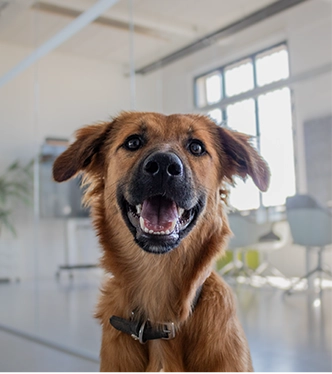 headshot of Flocki (Portrait photo)